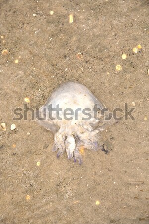 jelly fish at tidal flat Stock photo © meinzahn