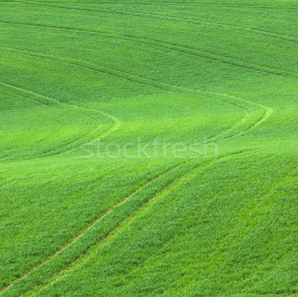 marks in the green field Stock photo © meinzahn