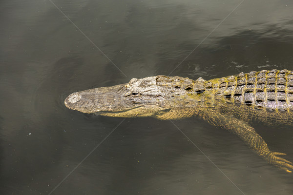 Alligator natation Floride étang partie nuageux [[stock_photo]] © meinzahn