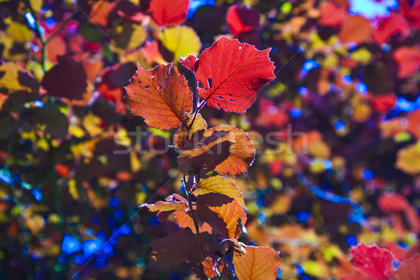 Hierba maravilloso manana luz hojas árbol Foto stock © meinzahn