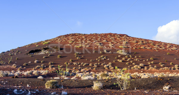 vegetation in vulcanic area in Lanzarote Stock photo © meinzahn