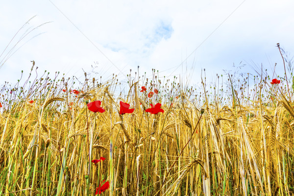 Poppy flowers with blue sky and clouds on the meadow Stock photo © meinzahn