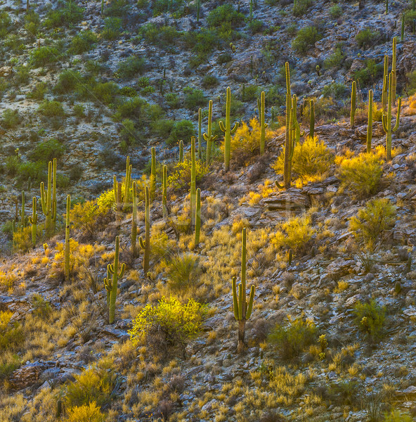 sunset with beautiful green cacti in landscape  Stock photo © meinzahn