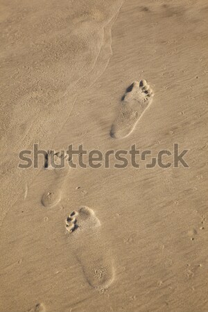 Stockfoto: Voetafdrukken · lopen · stick · menselijke · strandzand · print