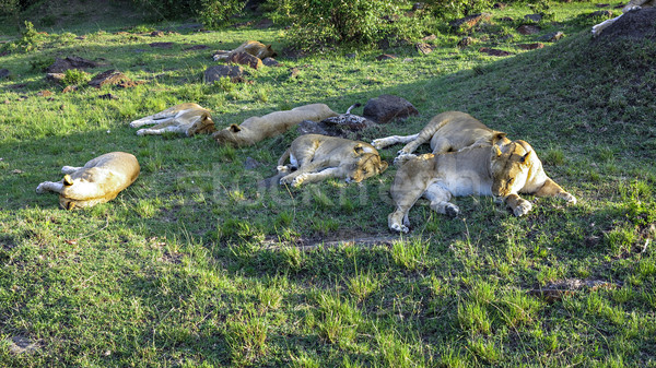 Löwen Familie Park Afrika Gras Natur Stock foto © meinzahn
