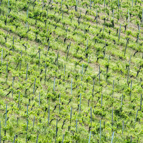 vineyards abstract Stock photo © meinzahn