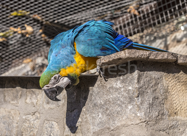 Macaw sitting perched Stock photo © meinzahn