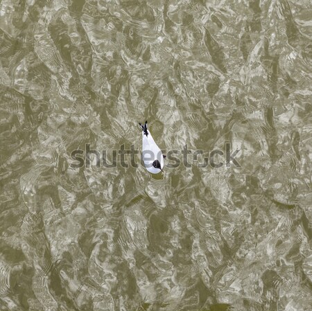 Gabbiano costa battenti nuoto mar baltico Foto d'archivio © meinzahn