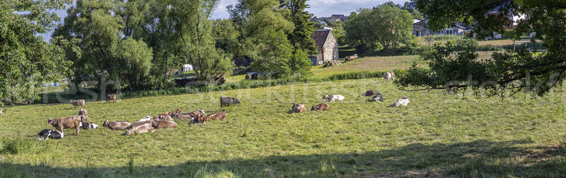 Brown Cow walking on the green meadow  Stock photo © meinzahn