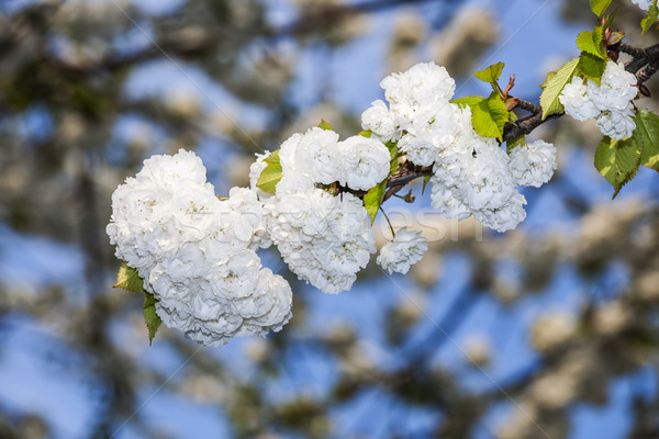 şube çiçeklenme bahar beyaz gökyüzü Stok fotoğraf © meinzahn