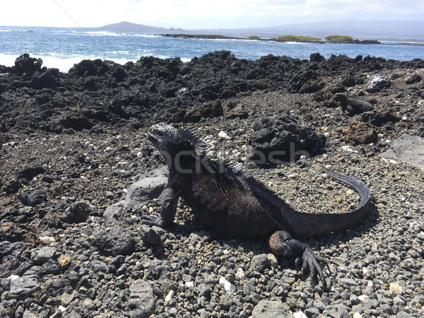 Marine iguana relax vulcanica panorama spiaggia Foto d'archivio © meinzahn