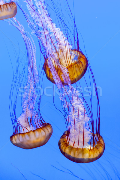 [[stock_photo]]: Gelée · poissons · bleu · mer · profonde · océan