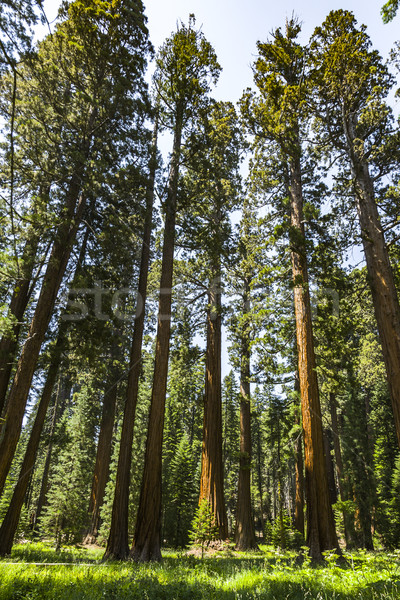 Sekwoja drzewo lasu parku starych ogromny Zdjęcia stock © meinzahn