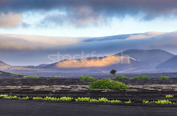 extinguished volcanoes in Timanfaya National Park Stock photo © meinzahn