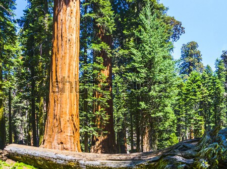 tall and big sequoias in beautiful sequoia national park Stock photo © meinzahn
