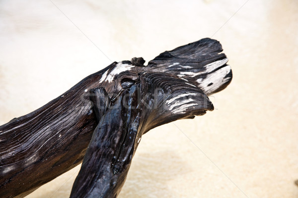 beautiful structured wooden roots at the beach in harmonic way g Stock photo © meinzahn