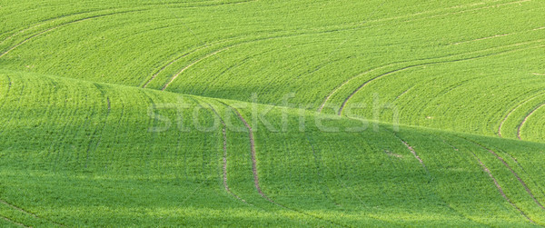 Linie fale szczegół wygląd pola wiosną Zdjęcia stock © meinzahn
