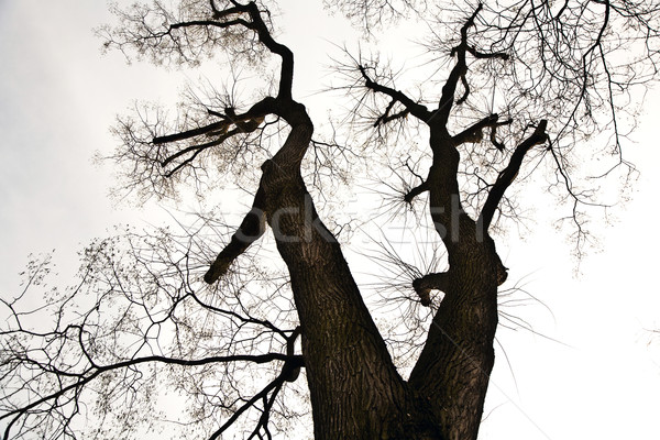 дерево Top корона листьев белый Сток-фото © meinzahn