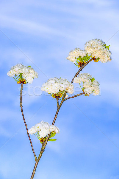 Сток-фото: филиала · цвести · весны · белый · небе