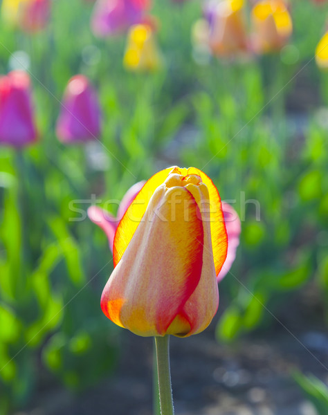 Primavera campo tulipani fioritura colorato fiori Foto d'archivio © meinzahn