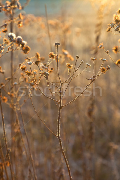 frozen plants in meadow with backlight in wintertime Stock photo © meinzahn