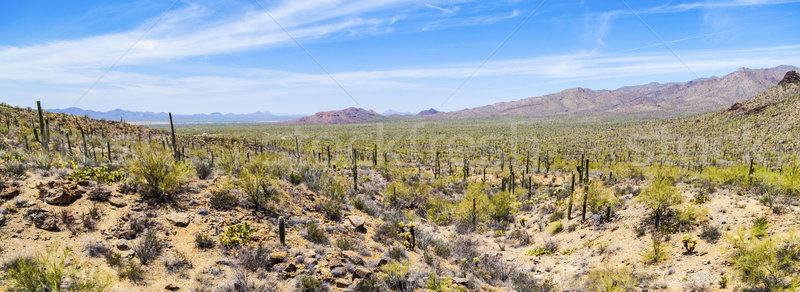 beautiful mountain desert landscape with cacti Stock photo © meinzahn