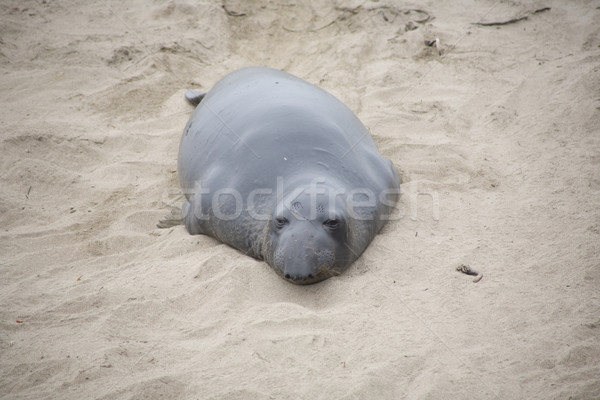 male Seelion crawling at the beach Stock photo © meinzahn