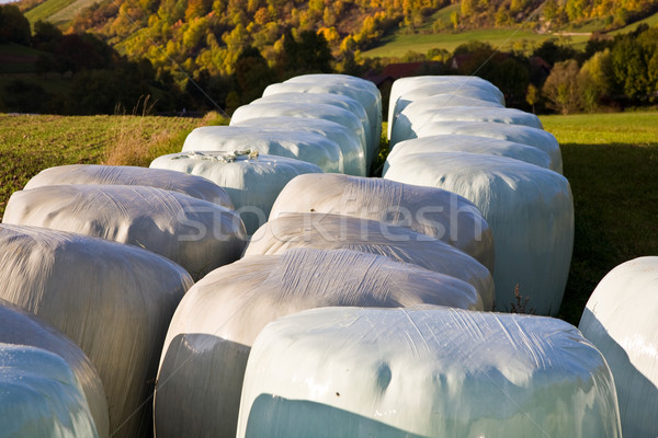 bale of straw infold in plastic film Stock photo © meinzahn