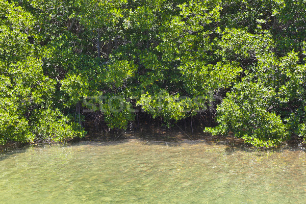 Stock photo: beautiful scenic beaches and clear water in the Keys with palmes