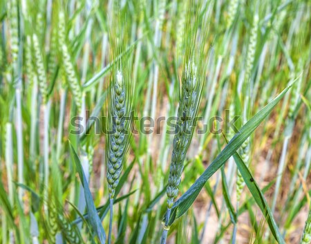 Stockfoto: Zonnestraal · gouden · mais · veld · detail · voedsel