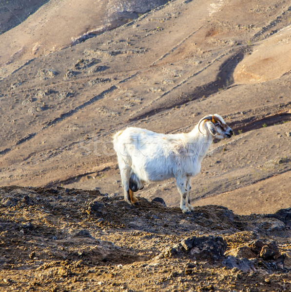 goats in the mountains of Lanzarote Stock photo © meinzahn