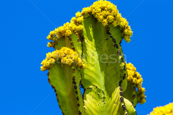 cactus with prickly pears  fruits  Stock photo © meinzahn