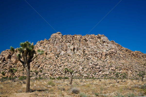 Nature in Joshua tree National Park Stock photo © meinzahn