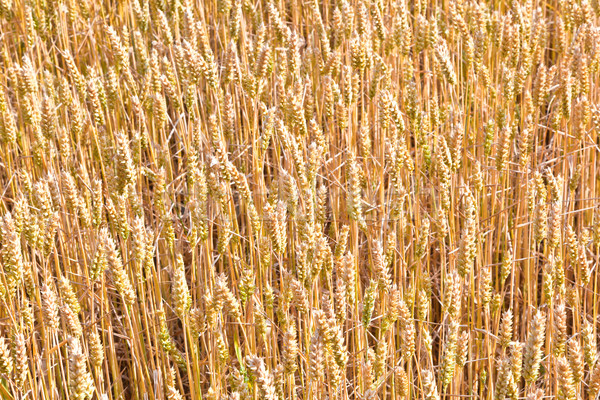 Stockfoto: Gouden · mais · veld · detail · textuur · voedsel