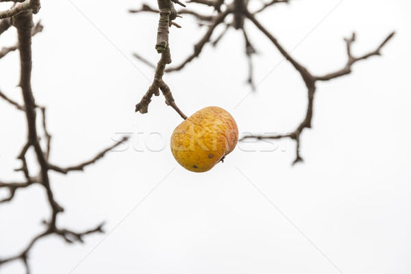 apple hangs on a branch of the apple tree Stock photo © meinzahn