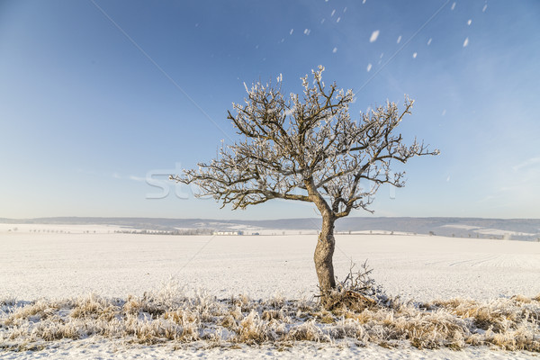 Blanche glaciale arbres neige couvert paysage [[stock_photo]] © meinzahn