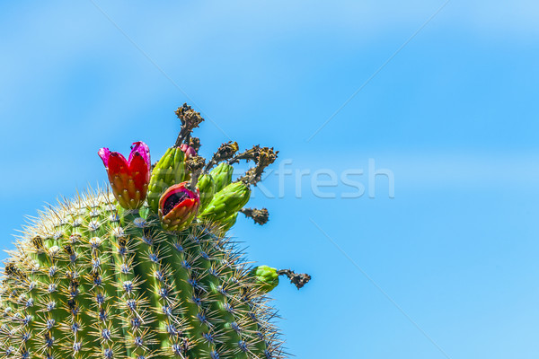 blooming cactus in detail in the desert with blue sky Stock photo © meinzahn