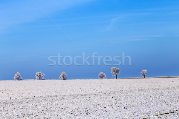 white icy trees in snow covered landscape Stock photo © meinzahn