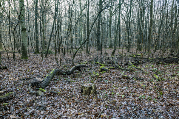 Foto d'archivio: Scenico · rovere · foresta · piovosa · Meteo · autunno