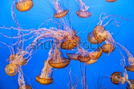 beautiful Jelly fishes in the aquarium with blue background Stock photo © meinzahn