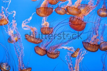 beautiful jelly fishes Stock photo © meinzahn