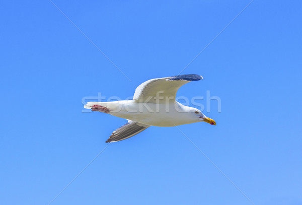 Сток-фото: чайка · Flying · Blue · Sky · Калифорния · солнце · свет