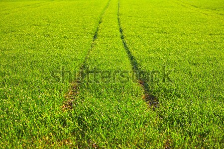 marks of wheels in green field  Stock photo © meinzahn