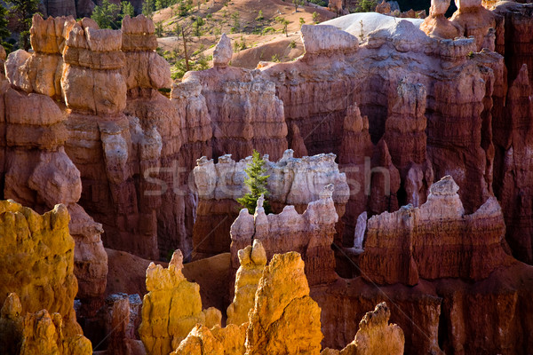 Bryce Canyon hoodoos in the first rays of sun  Stock photo © meinzahn