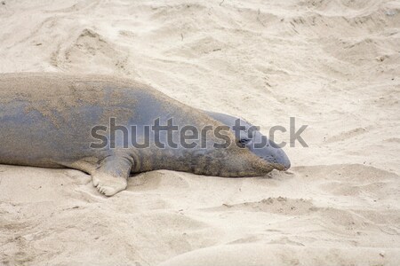 male sealion at the beach Stock photo © meinzahn