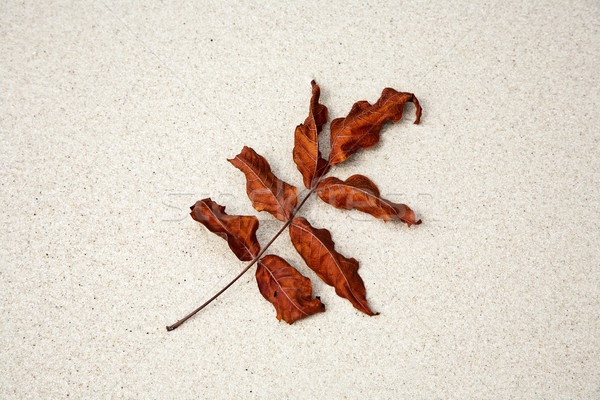 beautiful structured leaves at the beach arranged by nature in a Stock photo © meinzahn