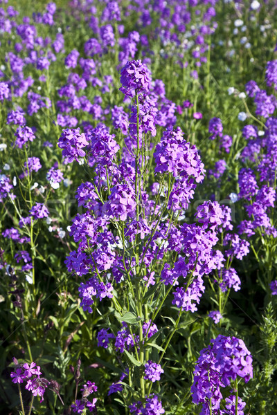 Flores prado belo nuvens primavera grama Foto stock © meinzahn