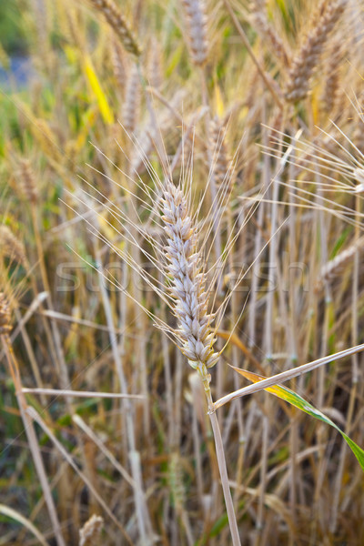 Maïs domaine détail or alimentaire nature [[stock_photo]] © meinzahn