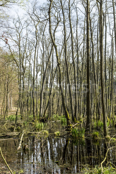 Stock fotó: Híres · mocsár · park · fa · erdő · fák