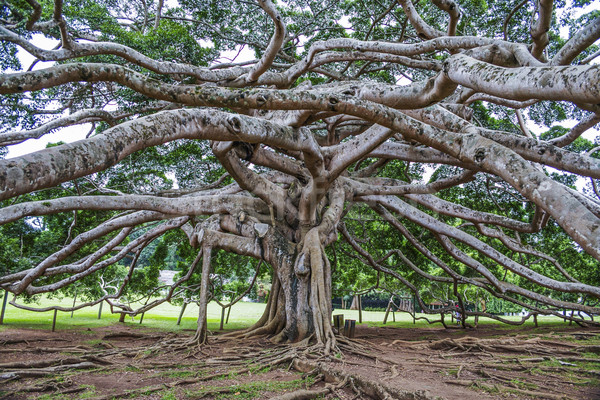 Foto stock: Jardim · botânico · botânico · jardins · belo · água · natureza